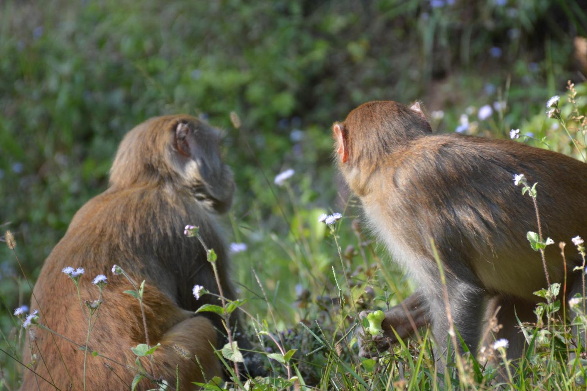 Green Hills Yoga Retreat โพคารา ภายนอก รูปภาพ